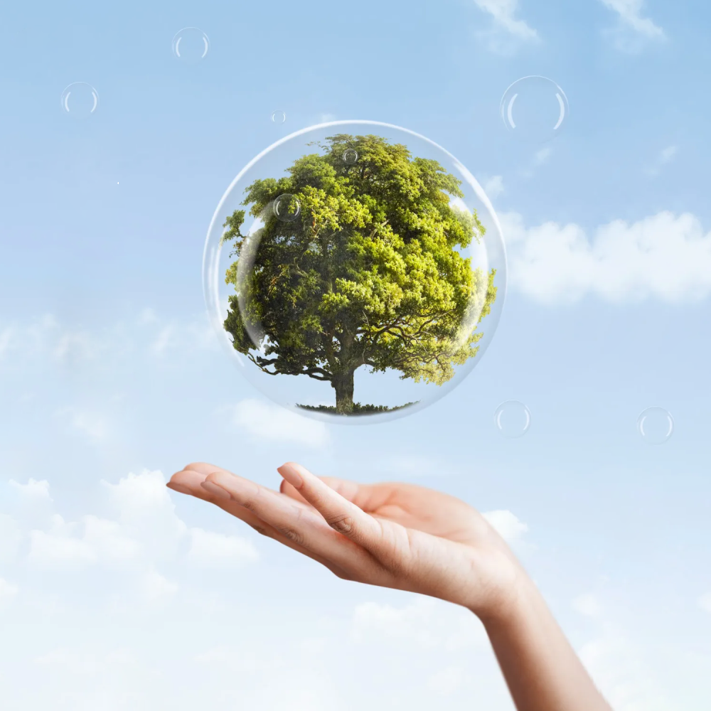 Adalılar | Anasayfa