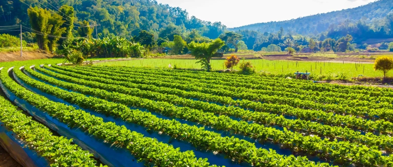 Adalılar | Tarımın Önemi